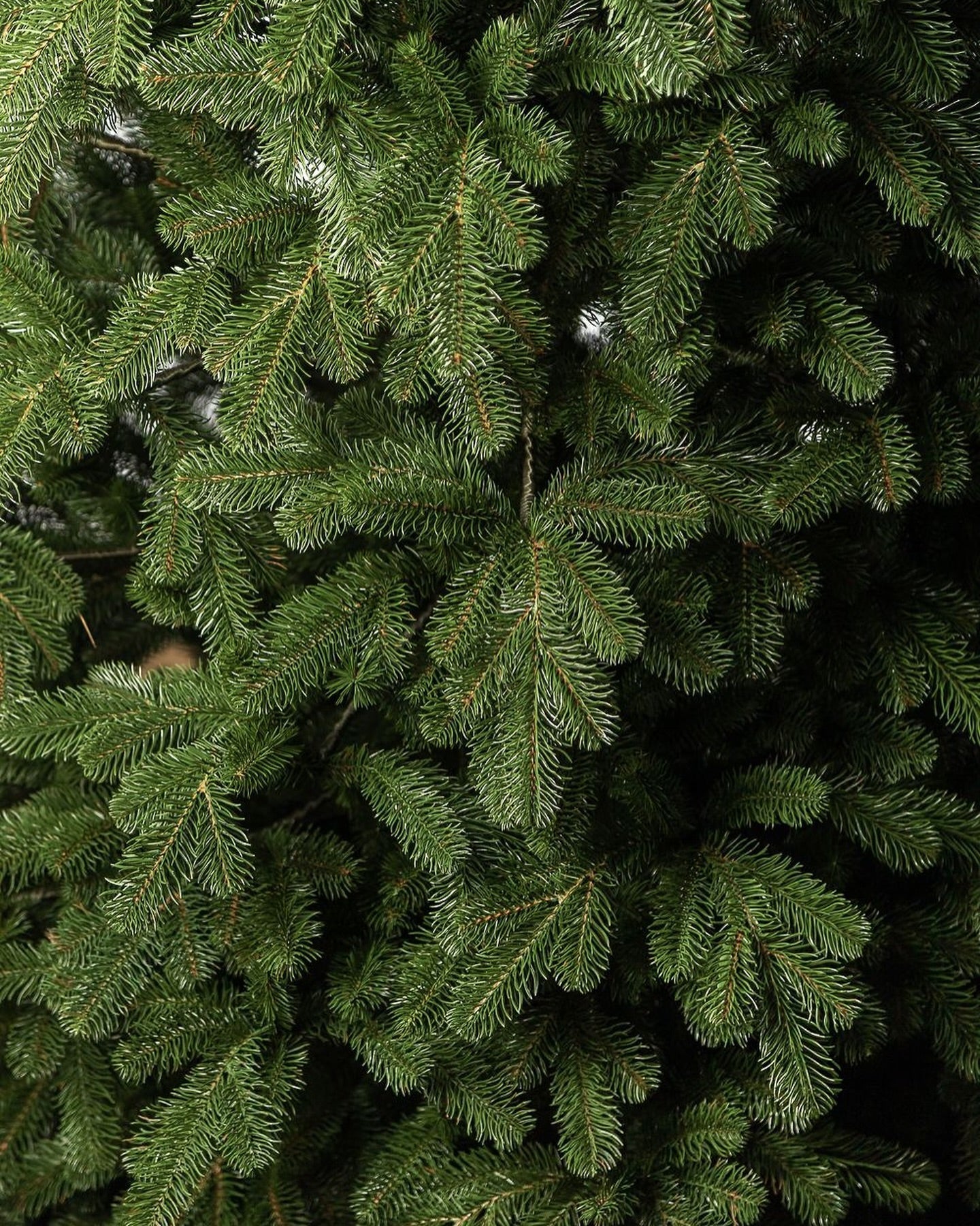 Árvore de Natal Tradicional Simples Verde Escuro